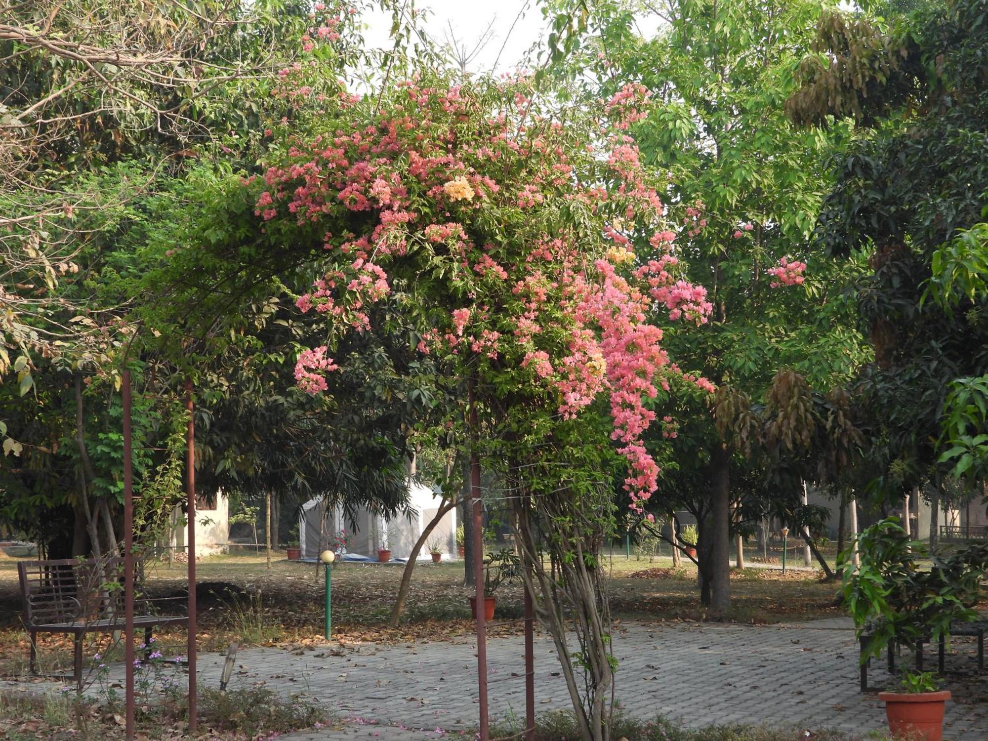Lumbini Buddha Garden Resort Exteriér fotografie